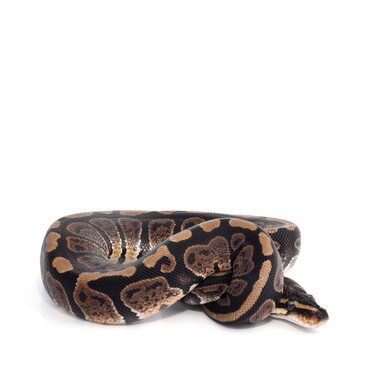 Het Red Axanthic Paint Royal Python, Female